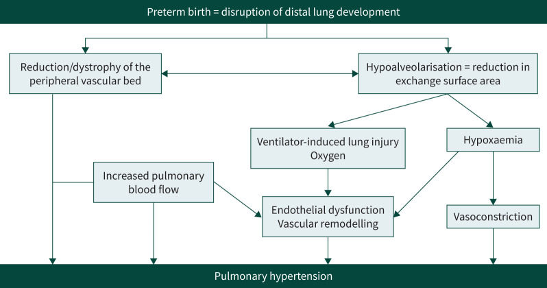 The pathogenesis of bronchopulmonary dysplasia: "It is never the heart, it is always the lung" - myth or maxim?