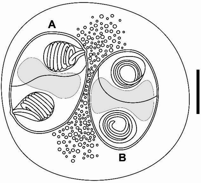 Description of Ellipsomyxa prima n. sp. in the gallbladder of Gambusia yucatana (Cyprinodontiformes: Poeciliidae) from freshwater springs in the Yucatán Peninsula, Mexico.