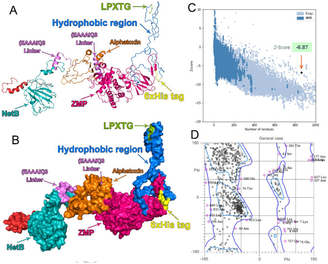 Sortase-mediated surface display of a chimeric immunogen on Bacillus subtilis: a chicken necrotic enteritis vaccine candidate.