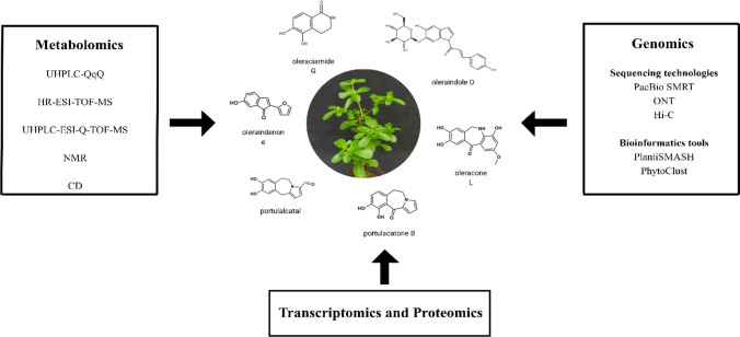 Resilience of Portulaca plants to environmental stresses and the economic potential of their bioactive compounds.