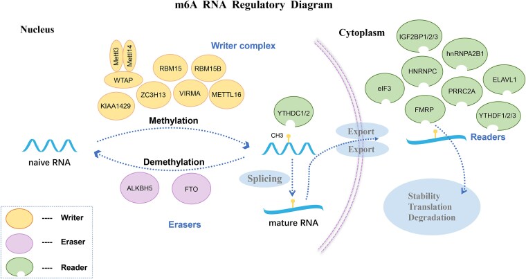 N6-methyladenosine methylation: a novel key to unlocking mental disorders.