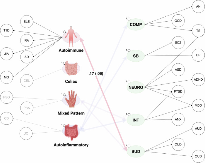 Examining the genetic links between clusters of immune-mediated diseases and psychiatric disorders.