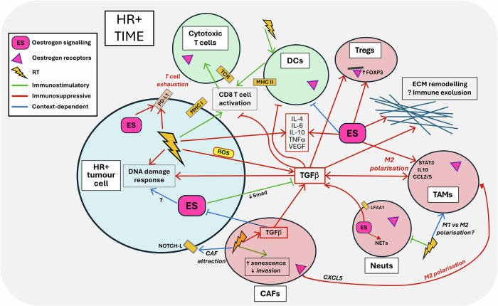 The untapped potential of radiation and immunotherapy for hormone receptor-positive breast cancer.