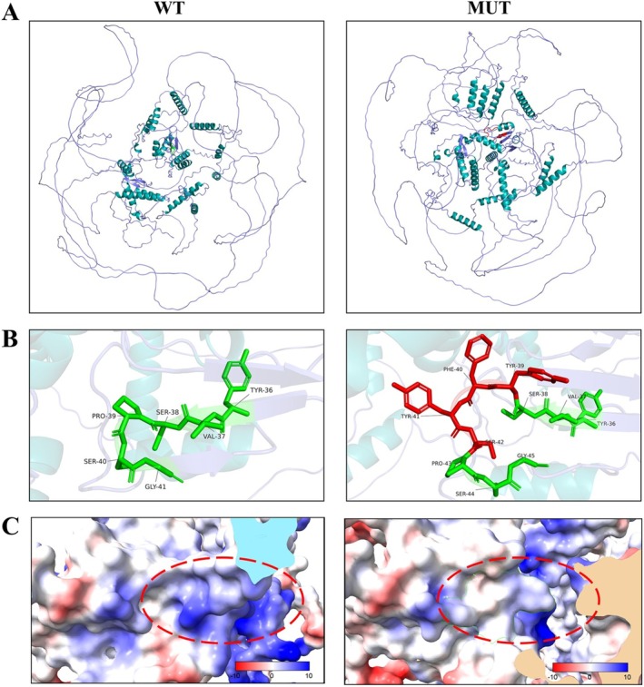 A Novel Intronic Mutation in MBD5 Results in Autosomal Dominant Intellectual Disability Type 1 due to Abnormal Splicing.