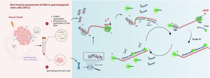 Non-invasive assessment of stem cell DNA integrity in response to environmental stressors.