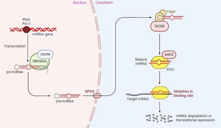 MiR-124 and MiR-155 as Therapeutic Targets in Microglia-Mediated Inflammation in Multiple Sclerosis.