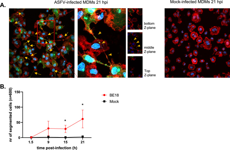 African swine fever virus infection of porcine peripheral blood monocyte-derived macrophages induces the formation of tunneling nanotube-connected large vesicle-like cell segments: a potential mechanism for intercellular ASFV trafficking.