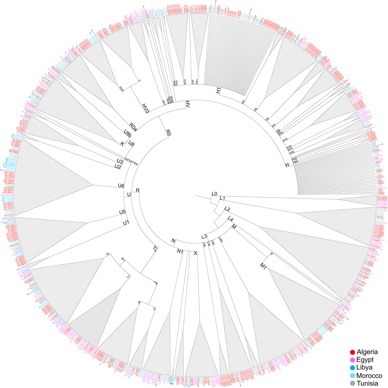 The origin of modern North Africans as depicted by a massive survey of mitogenomes.
