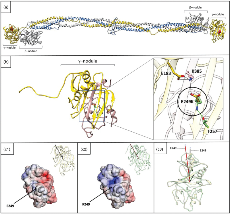 A novel pathogenic variant in the fibrinogen gamma chain gene p.Glu275Lys causes congenital hypofibrinogenemia.