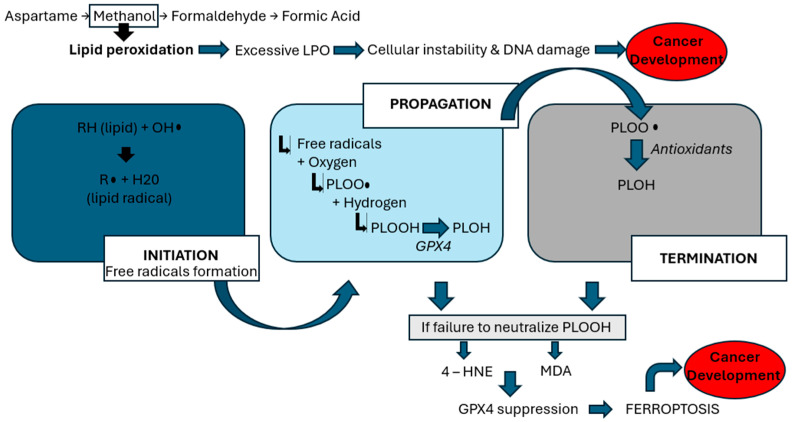 Aspartame and Human Health: A Mini-Review of Carcinogenic and Systemic Effects.