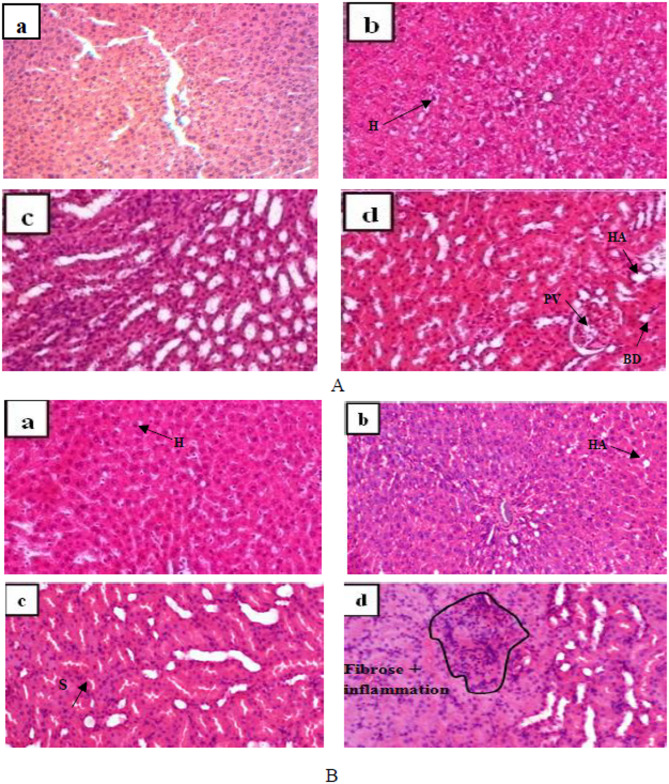 Acute and subacute toxicity of the aqueous extract of Cissus Polyantha Glig and Bradt (Vitaceae) on biochemical and hematological parameters in Wistar rats.