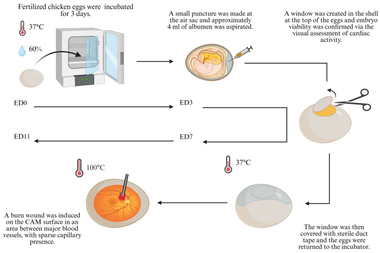 Exploring the Chorioallantoic Membrane (CAM) as a Platform for Burn Wound Modelling and Analysis.