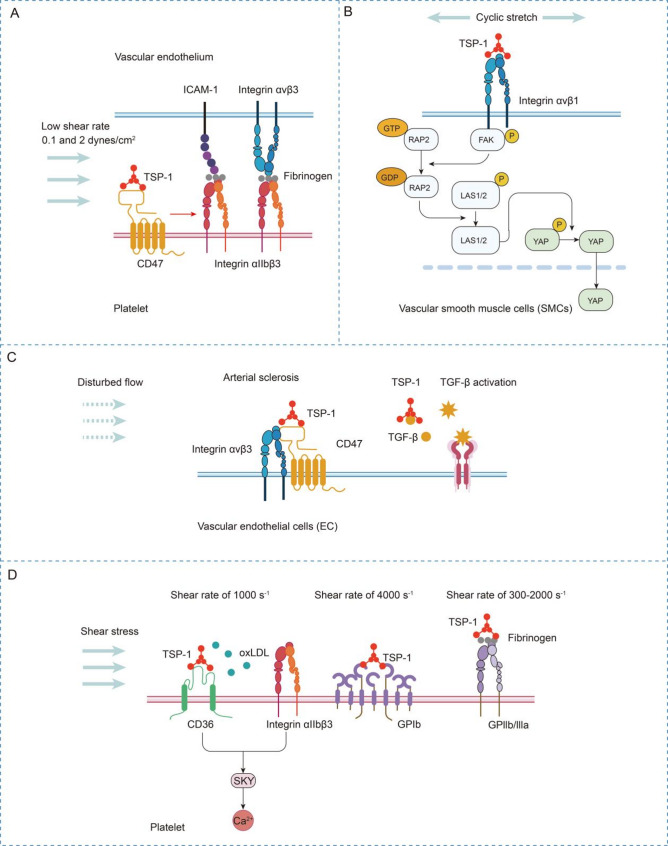 The mechanobiology of extracellular matrix: a focus on thrombospondins.