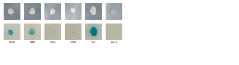 Receptor-like leucine-rich repeat kinases of subfamily III are involved in the recognition of Pectobacterium spp. by Solanaceae plants.