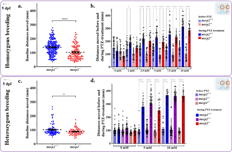 Zebrafish mecp2 null-mutation increases anxiety and cortisol levels but no change in adult social preference and larval chemically-induced hyperlocomotion.