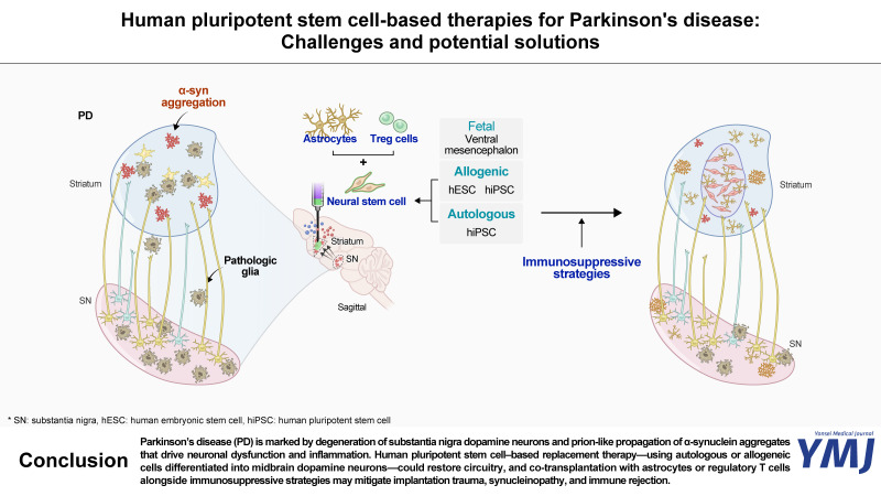 Human Pluripotent Stem Cell-Based Therapies for Parkinson's Disease: Challenges and Potential Solutions.