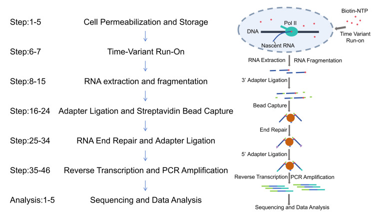 Fast TV-PRO-seq: Accelerated and Streamlined Protocol for Timing RNA Polymerase Pausing.