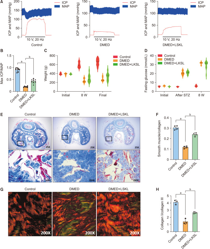 Blocking TSP1 Ameliorates Diabetes Mellitus-Induced Erectile Dysfunction by Inhibiting the TGF-β/SMAD Pathway.