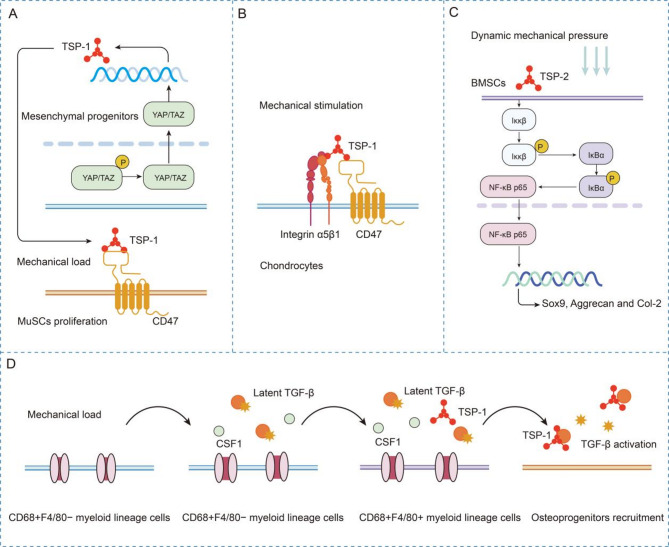 The mechanobiology of extracellular matrix: a focus on thrombospondins.