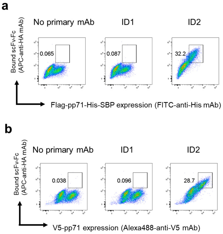Isolation of a Monoclonal Human scFv Against Cytomegalovirus pp71 Antigen Using Yeast Display.