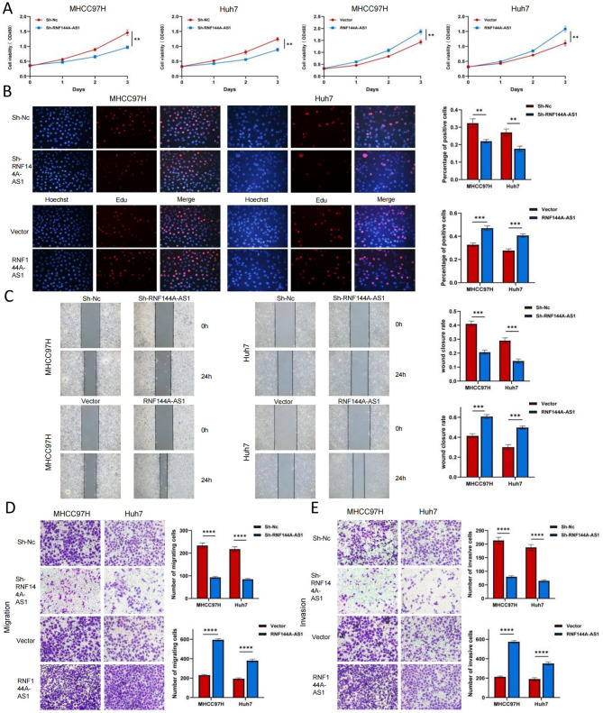 m<sup>6</sup>A methylation-mediated lncRNA RNF144A-AS1 promotes hepatocellular carcinoma progression through the miR-1301-3p/RNF38 pathway.