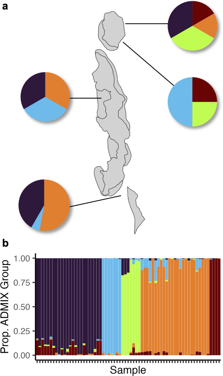 Genetic clustering within massive Porites species complex is the primary driver of holobiont assembly.