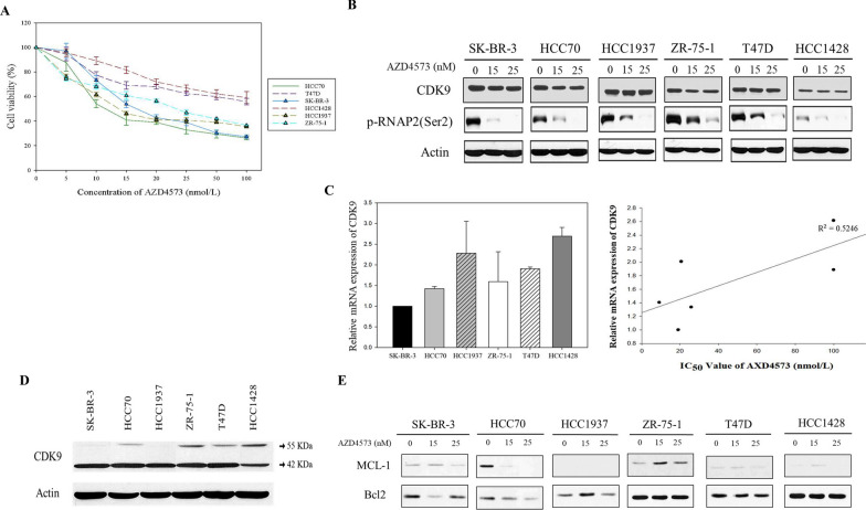 Cyclin dependent kinase 9 inhibitor induces transcription-replication conflicts and DNA damage accumulation in breast cancer.
