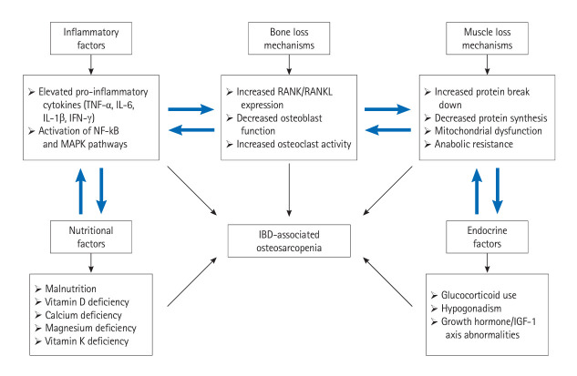 Gut, bone, and muscle: the triad of osteosarcopenia in inflammatory bowel disease.
