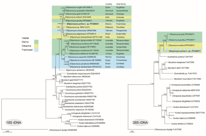 Description of Ellipsomyxa prima n. sp. in the gallbladder of Gambusia yucatana (Cyprinodontiformes: Poeciliidae) from freshwater springs in the Yucatán Peninsula, Mexico.