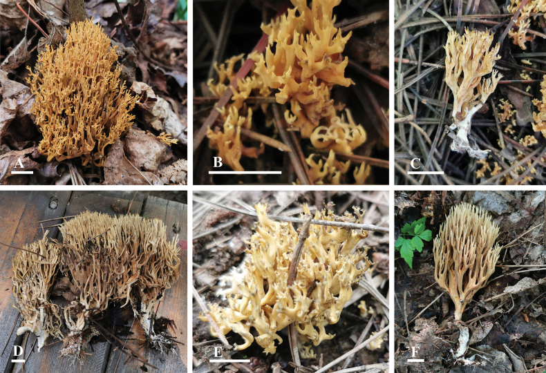 ﻿Two new species of <i>Phaeoclavulina</i> (Gomphaceae, Gomphales) from North China based on morphological and phylogenetic analysis.