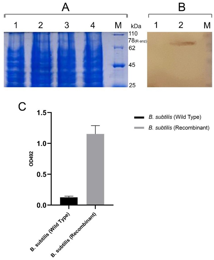 Sortase-mediated surface display of a chimeric immunogen on Bacillus subtilis: a chicken necrotic enteritis vaccine candidate.