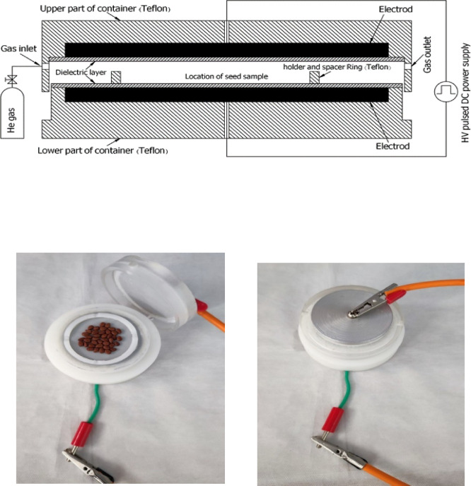 Cold plasma technology as a pre-treatment for seed priming enhances germination and reduces salinity stress in Prosopis Koelziana.