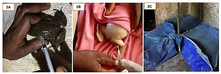 Reproduction in the frog <i>Aubria subsigillata</i> (Dumeril 1856): hormonal injection and captive breeding technique.