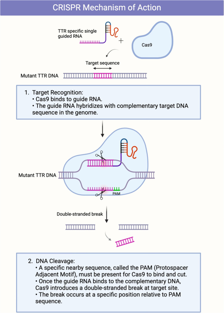 Emerging, novel gene-modulating therapies for transthyretin amyloid cardiomyopathy.