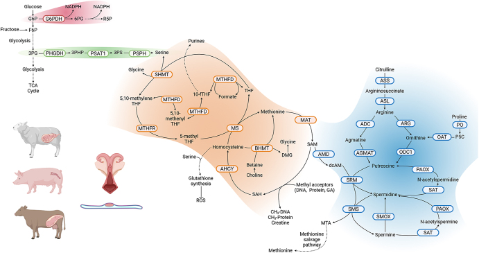 Key biochemical pathways during pregnancy in livestock: mechanisms regulating uterine and placental development and function.