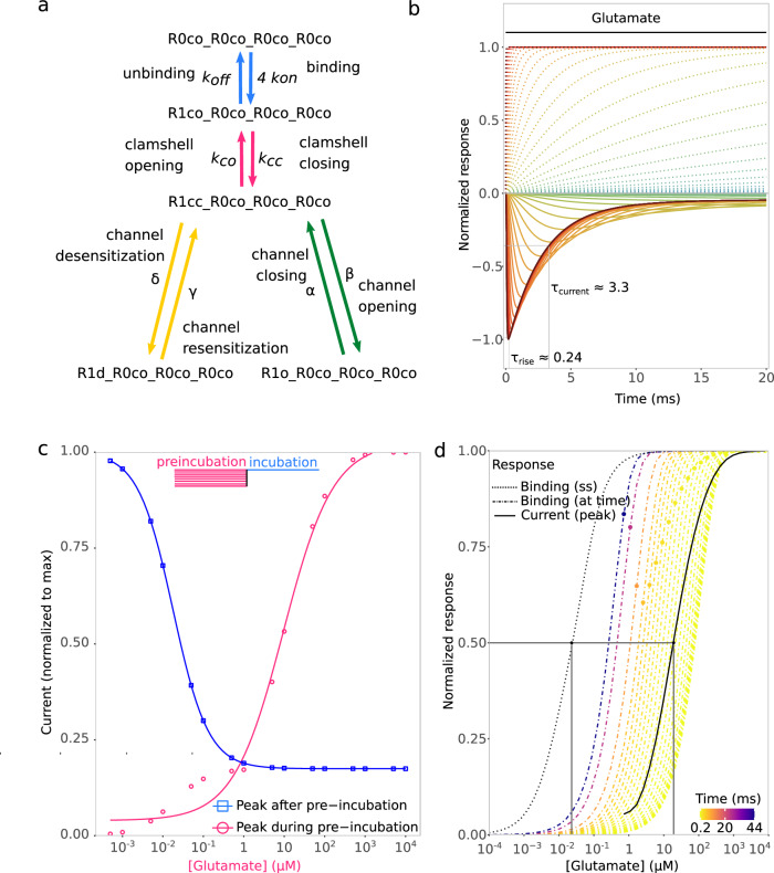 Modeling the use of transient ligand binding information by AMPA receptors.