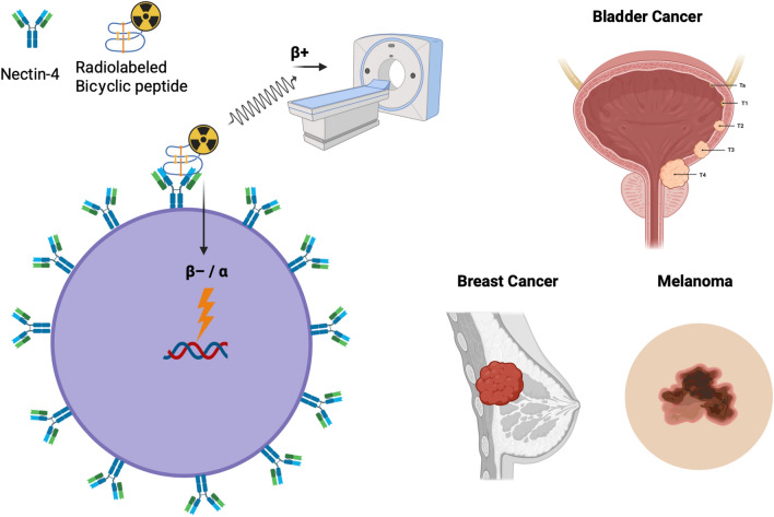 Nectin-4-Targeting Radiotracers: Novel Theranostic Agents for Precision Oncology in Cancer.