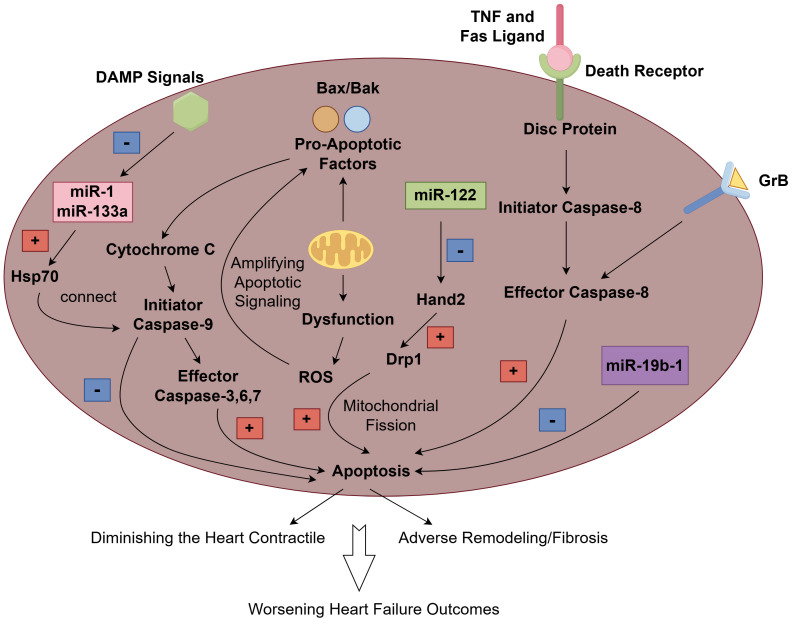 Programmed Cell Death in Heart Failure: Mechanisms, Impacts, and Therapeutic Prospects.