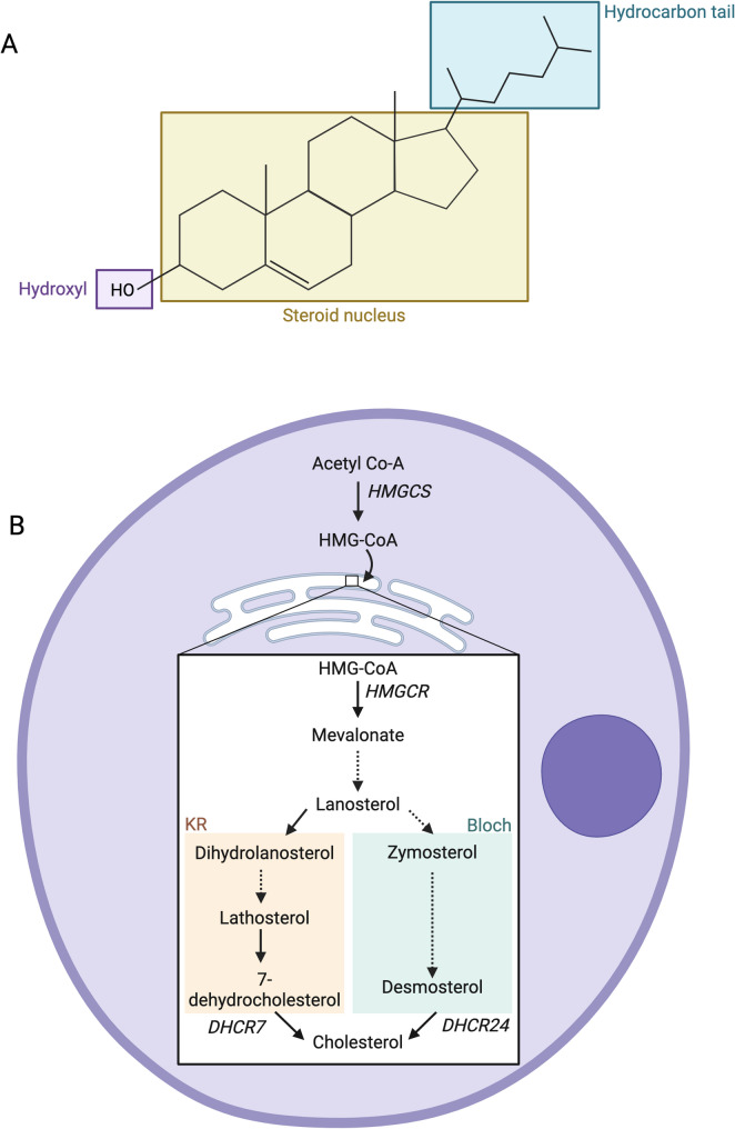 Cholesterol in the CNS: functions, recycling and remyelination.