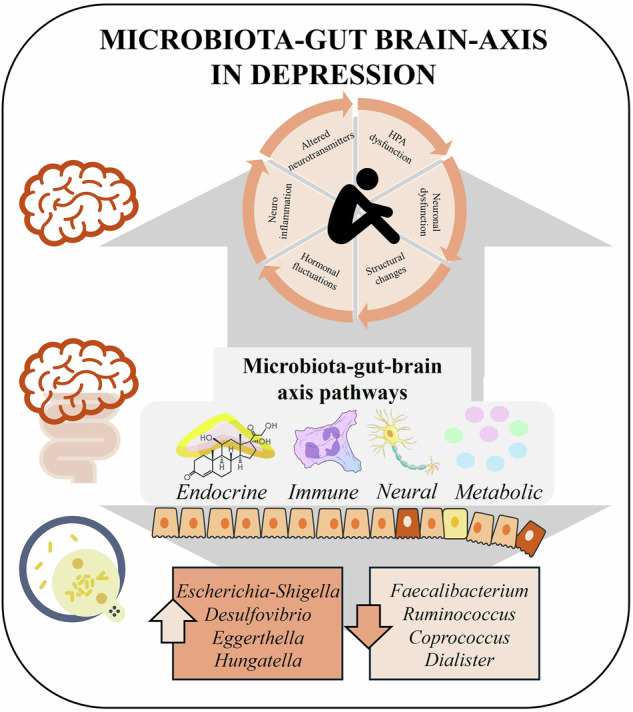 Host-microbiome relationship in depression: can human induced pluripotent stem cells play a role in unravelling mechanisms?
