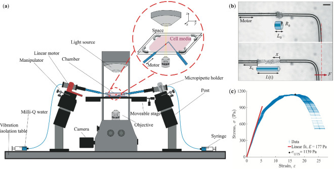Soft matter mechanics of immune cell aggregates.
