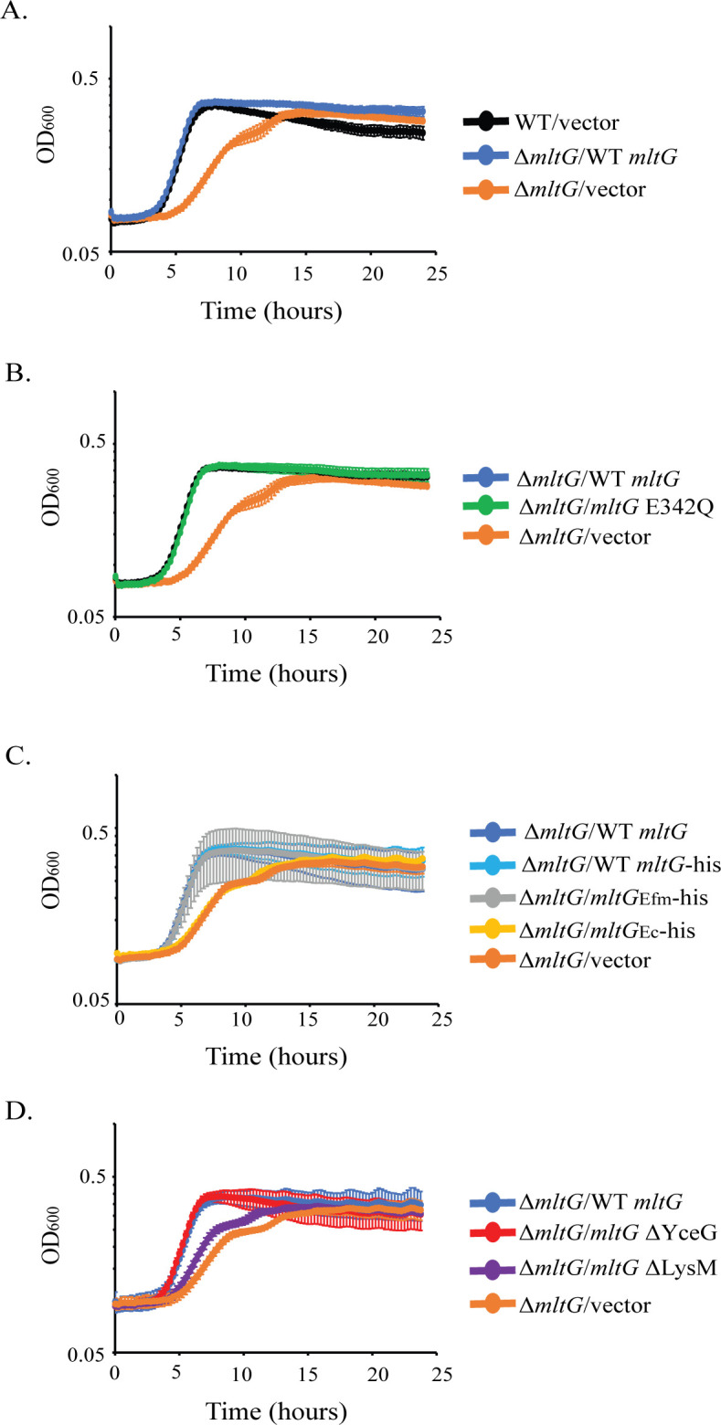 The cell wall hydrolase MltG is essential to maintain cell wall homeostasis of <i>Enterococcus faecalis</i>.