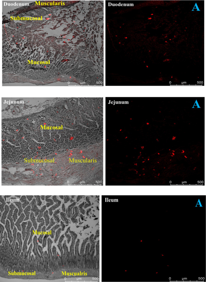 Effects of piperine on intestinal permeation, pharmacodynamics and pharmacokinetics of insulin loaded chitosan coated solid lipid nanoparticles in rats.