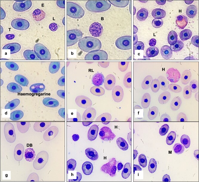 Haematology and plasma biochemistry reference intervals of Galapagos tortoises from Isabela Island.