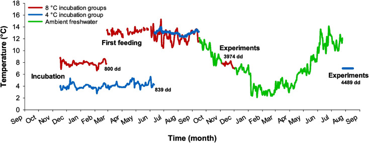 Physiology and morphology of clonal Atlantic salmon-influence of incubation temperature, ploidy, and zygosity.