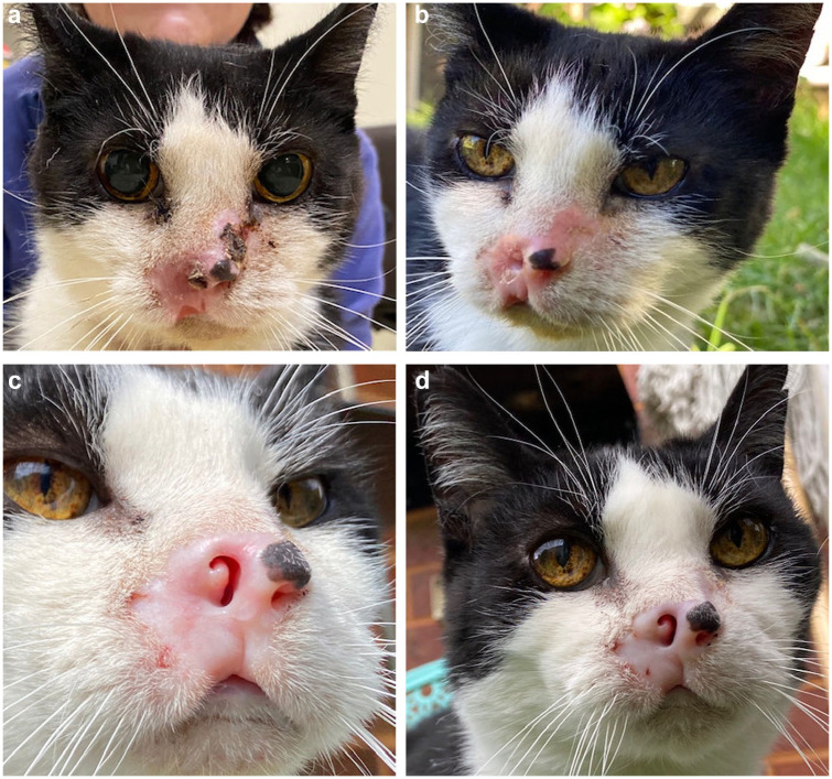 Electrochemotherapy is effective in the treatment of early-stage feline cutaneous squamous cell carcinoma.