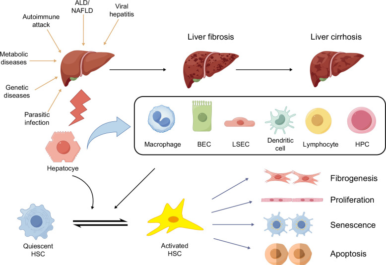 Communication initiated by hepatocytes: The driver of HSC activation and liver fibrosis.
