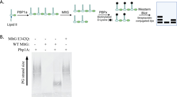The cell wall hydrolase MltG is essential to maintain cell wall homeostasis of <i>Enterococcus faecalis</i>.