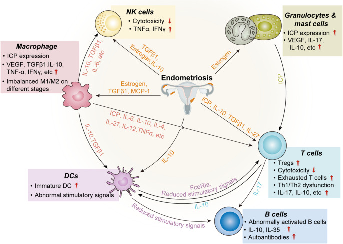 Immunopathological insights into endometriosis: from research advances to future treatments.