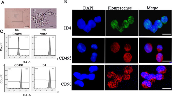 Non-invasive assessment of stem cell DNA integrity in response to environmental stressors.